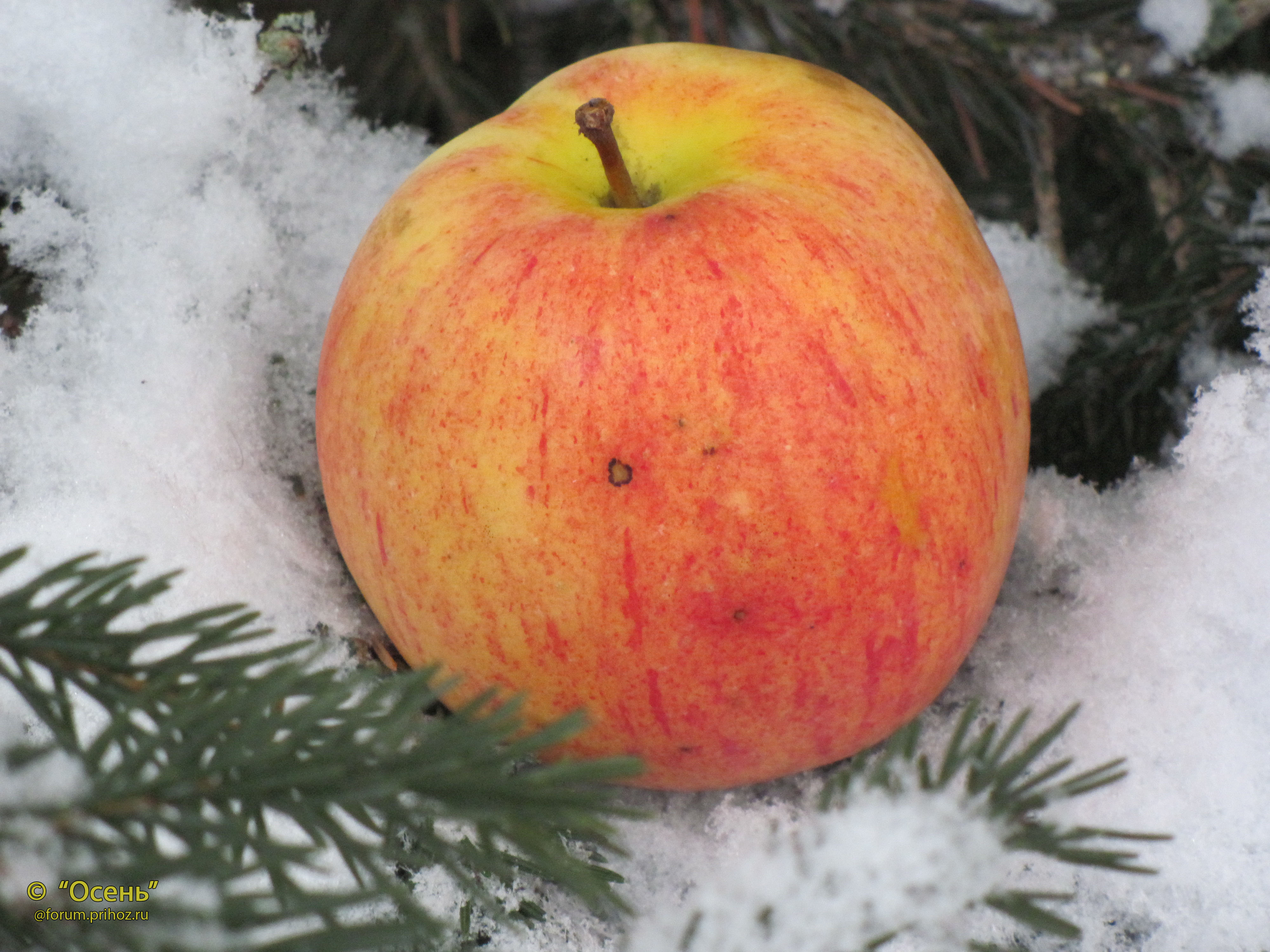 Сорт яблок зимний Шафран